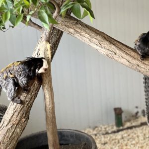 Семейство мармозетки на Жофроа са най-новото попълнение в зоопарк Бургас /снимки+видео/